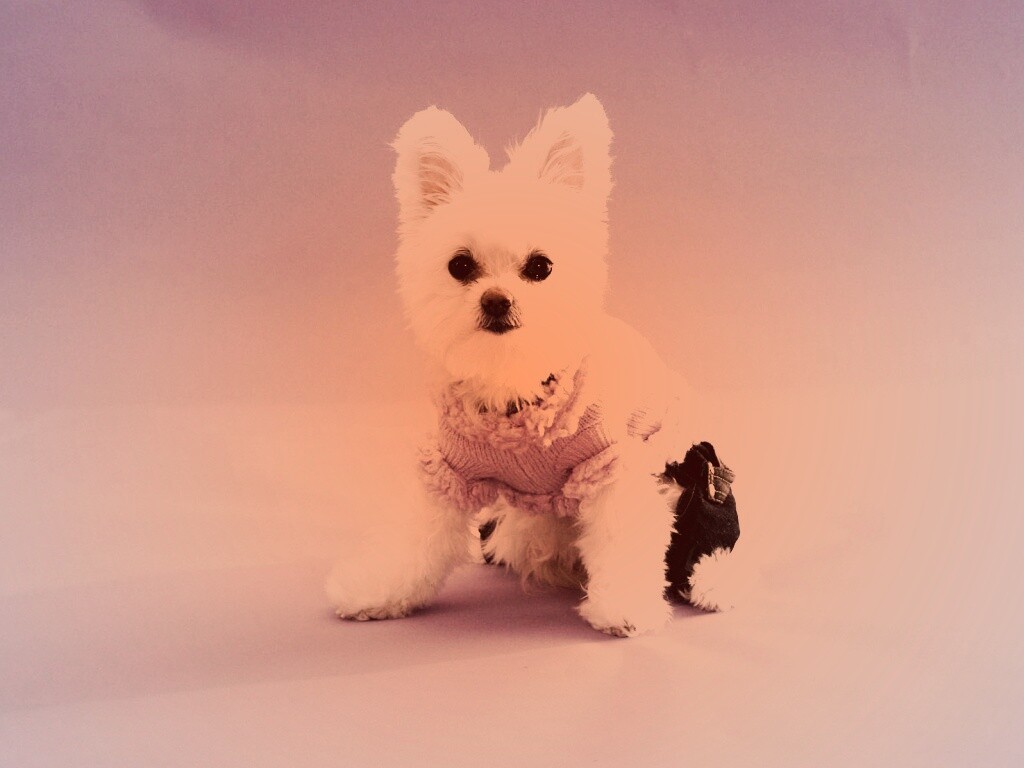 Собачка в свитере обои