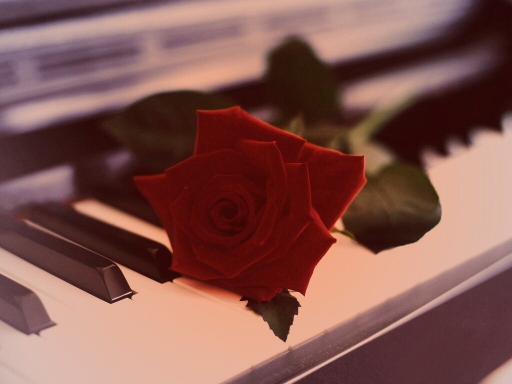 Роза на клавишах пианино обои
