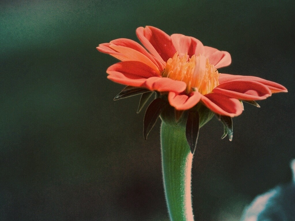 Красивый красный цветок обои