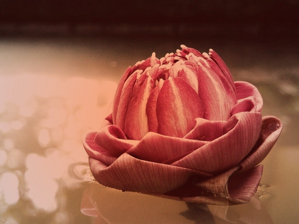 Водяной цветок обои