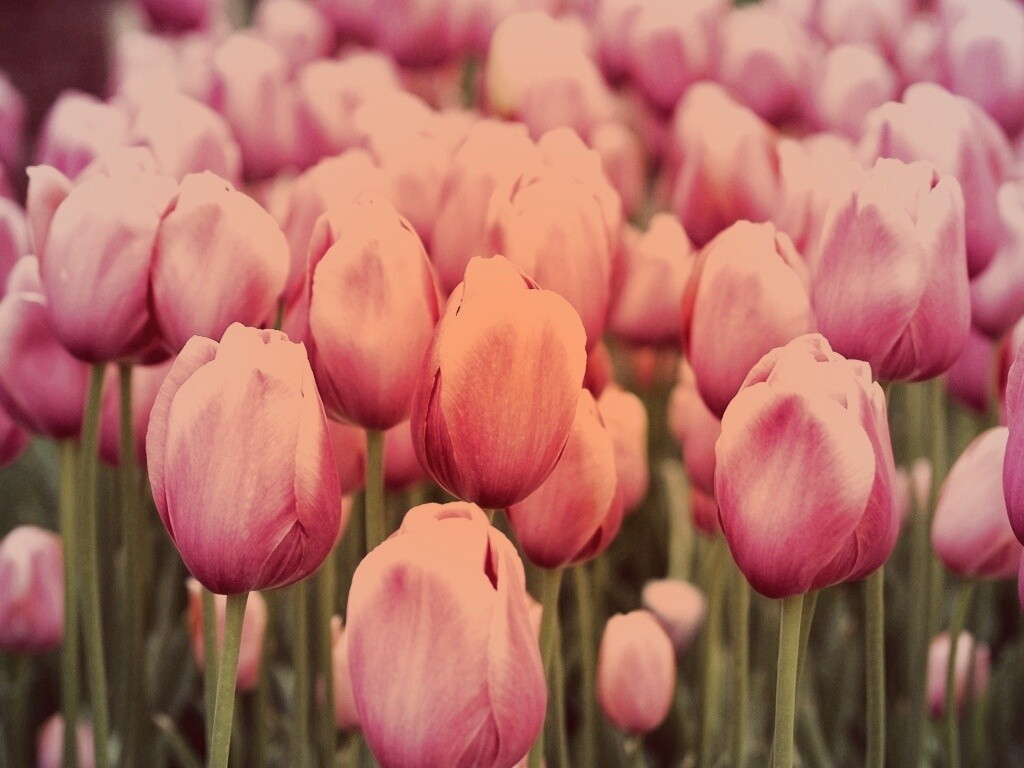 Море розовых тюльпанов обои