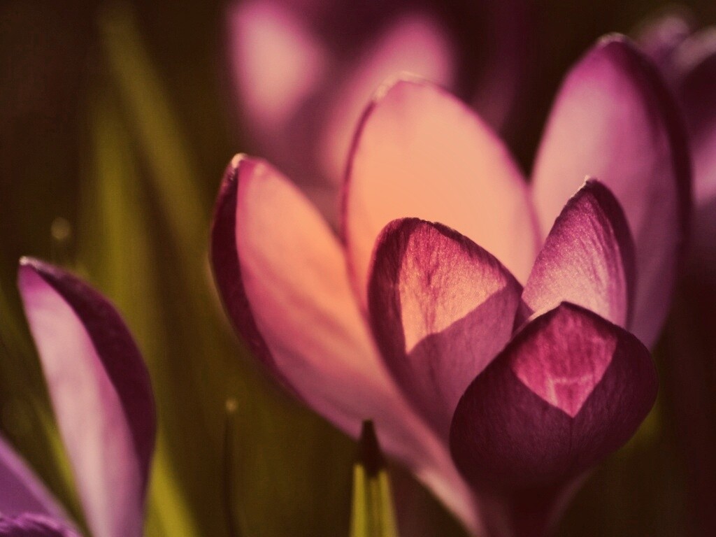 Фиолетовый крокус обои