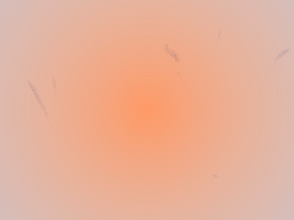 Белые лепестки обои