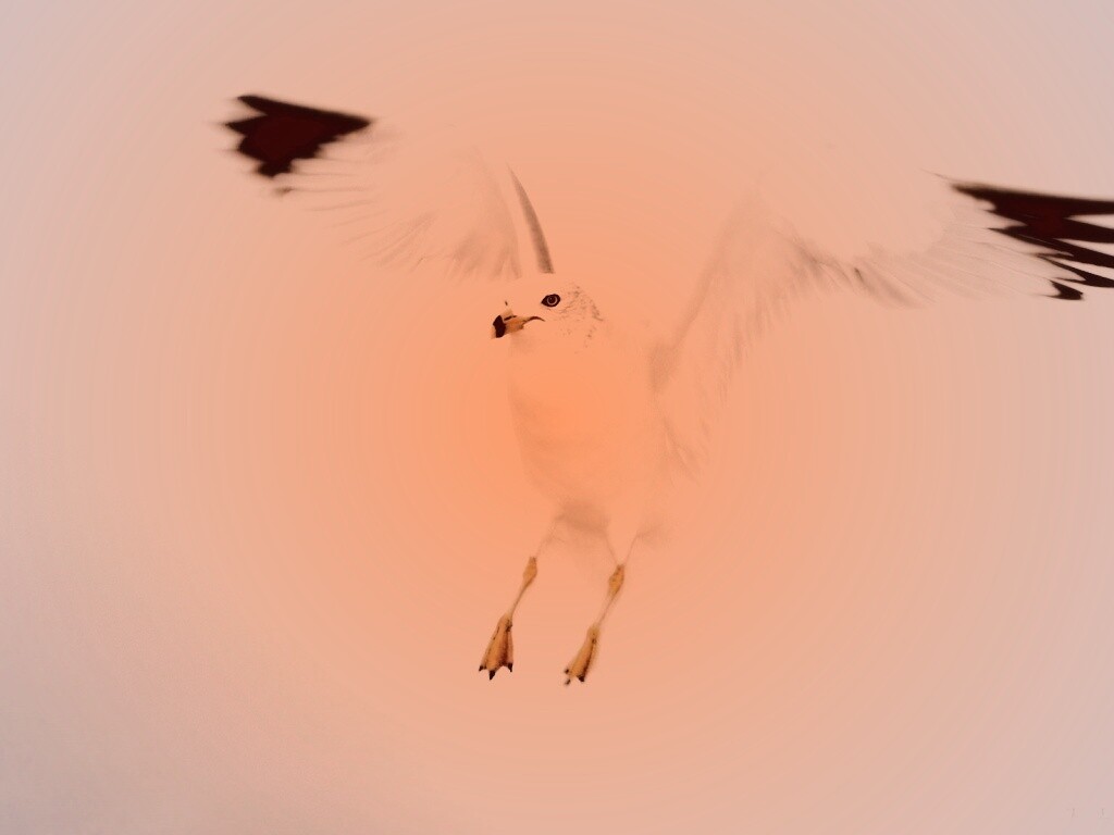 Гордая белая птица обои