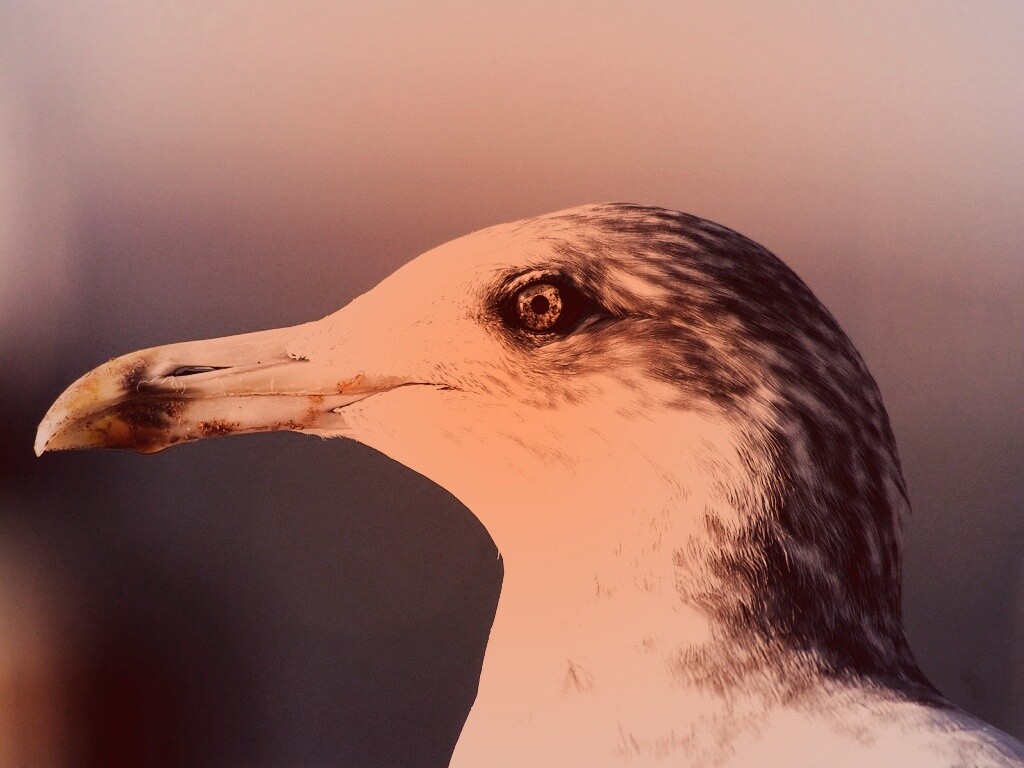 Птичка с длинным клювом обои