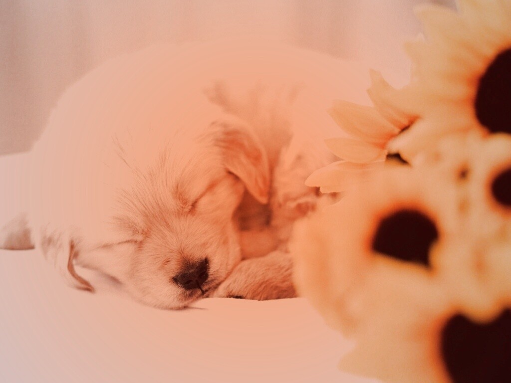 Спящий щенок обои