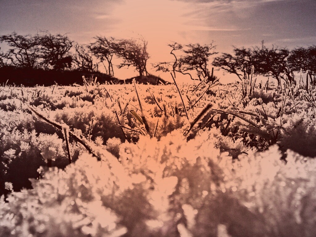 Утренний мороз обои