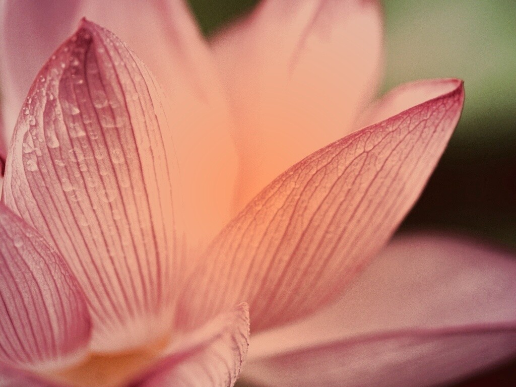 Лепестки цветов обои