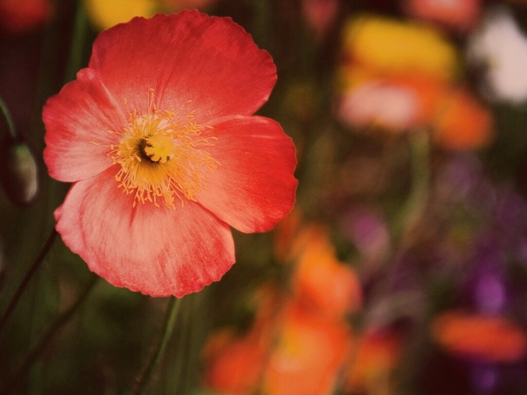 Красивый красный цветок обои