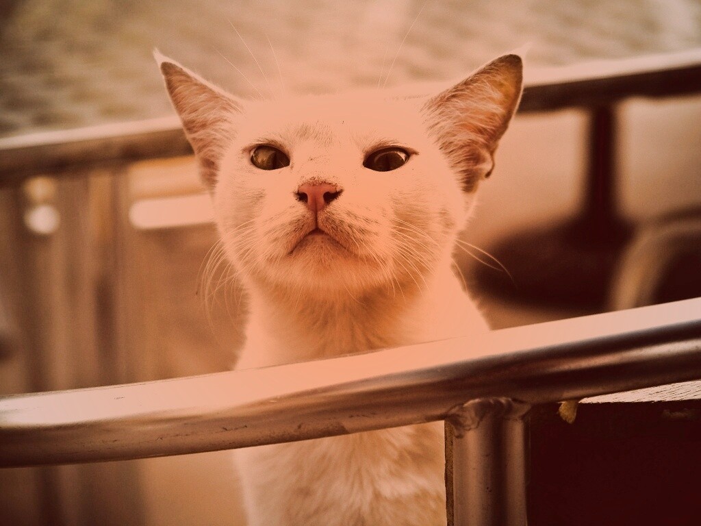 Настороженно принюхивающийся кот обои