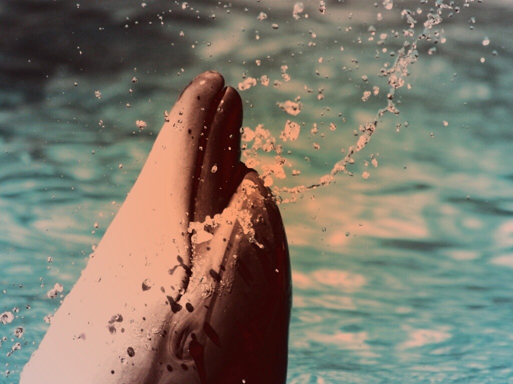 Дельфин обои