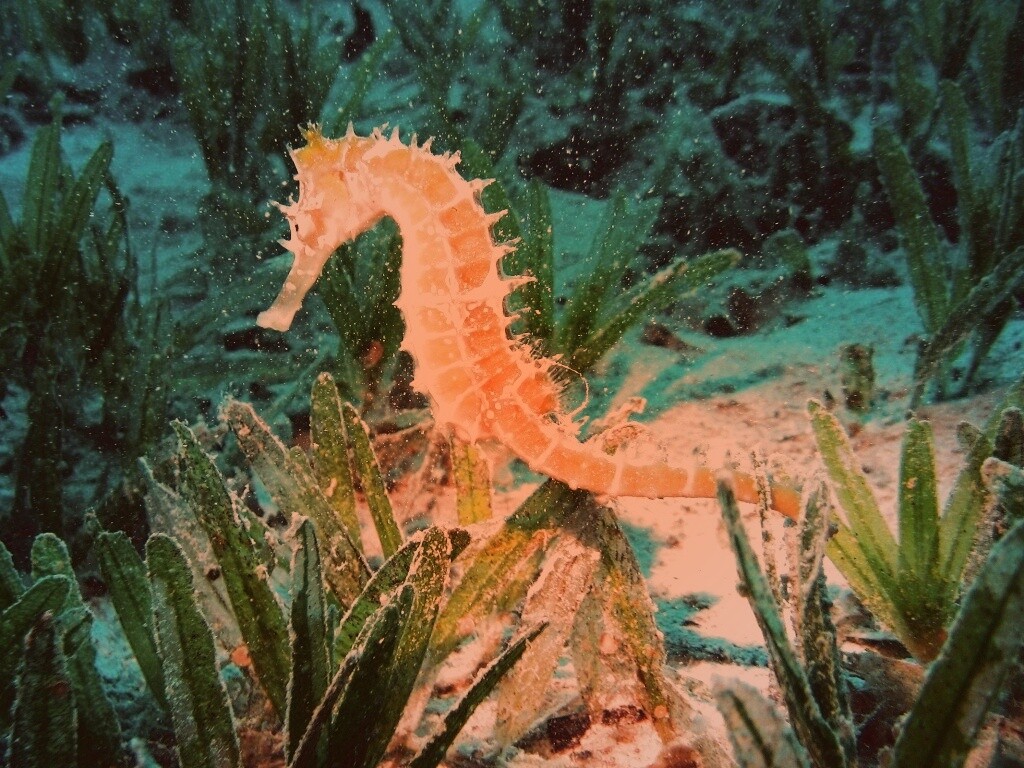 Морской конек обои