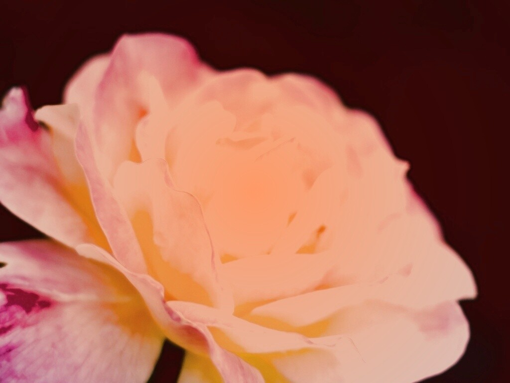 Картинка с нежным розовым цветком обои