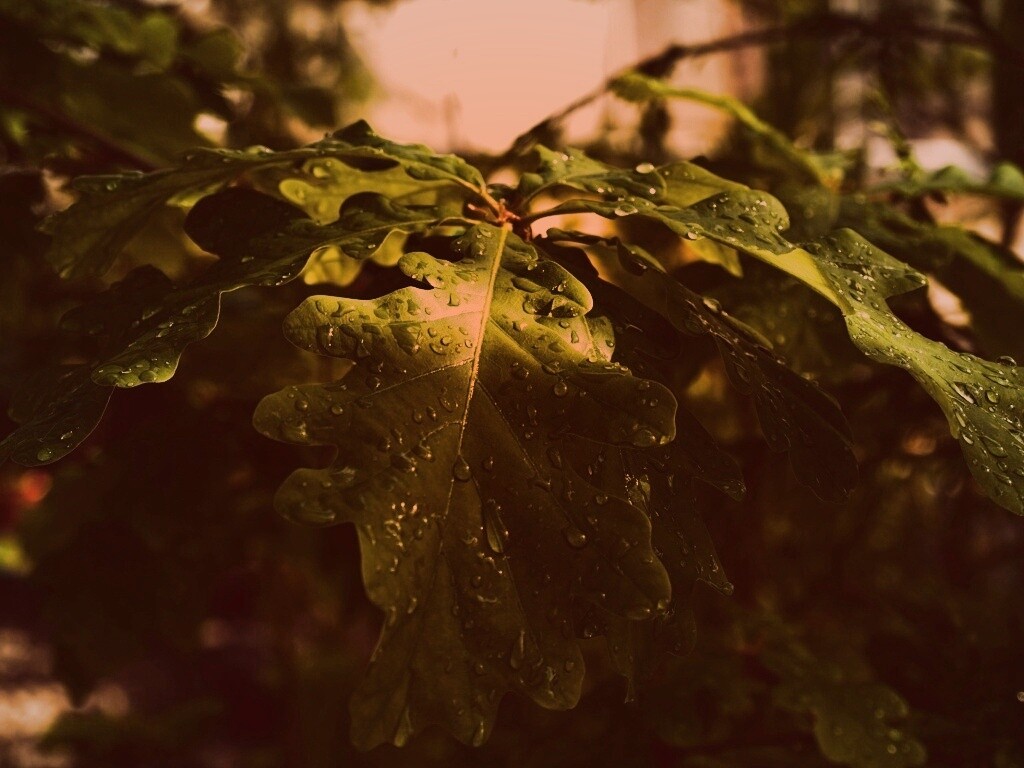 Сочные листья дуба обои