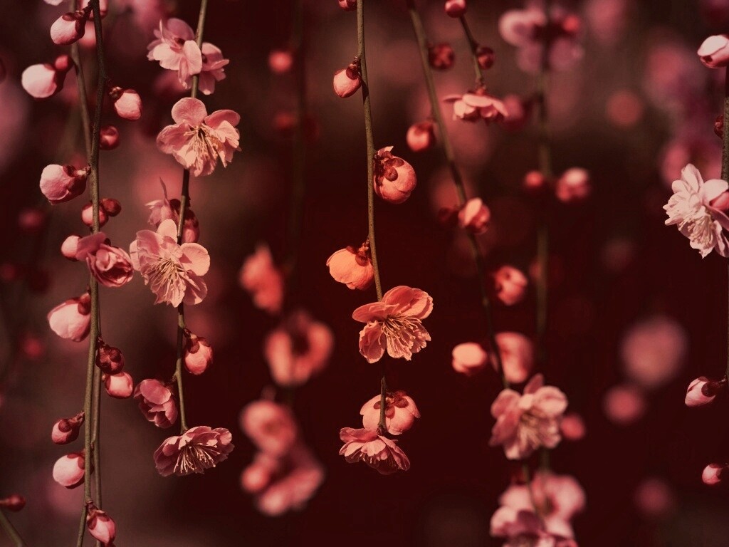 Веточки цветущего дерева обои