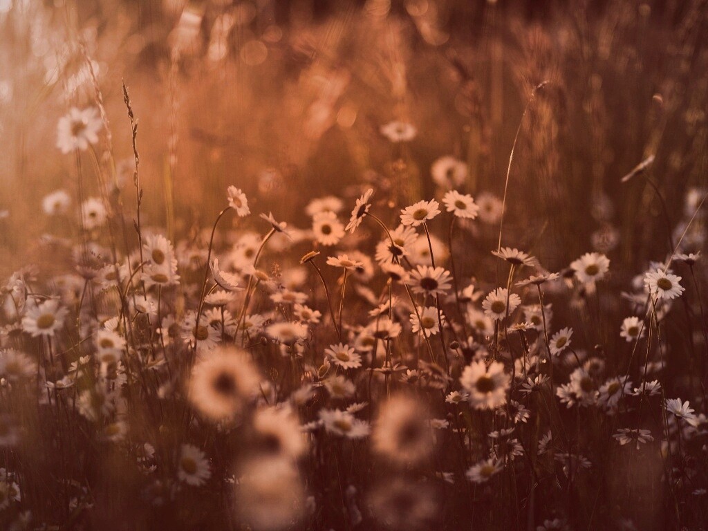 Поле ромашек обои