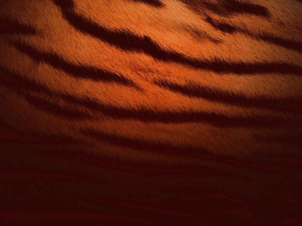 Тигриная шкура обои