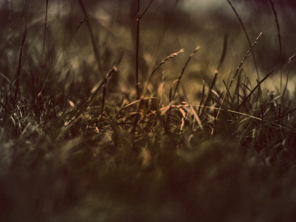 Трава в макро режиме обои