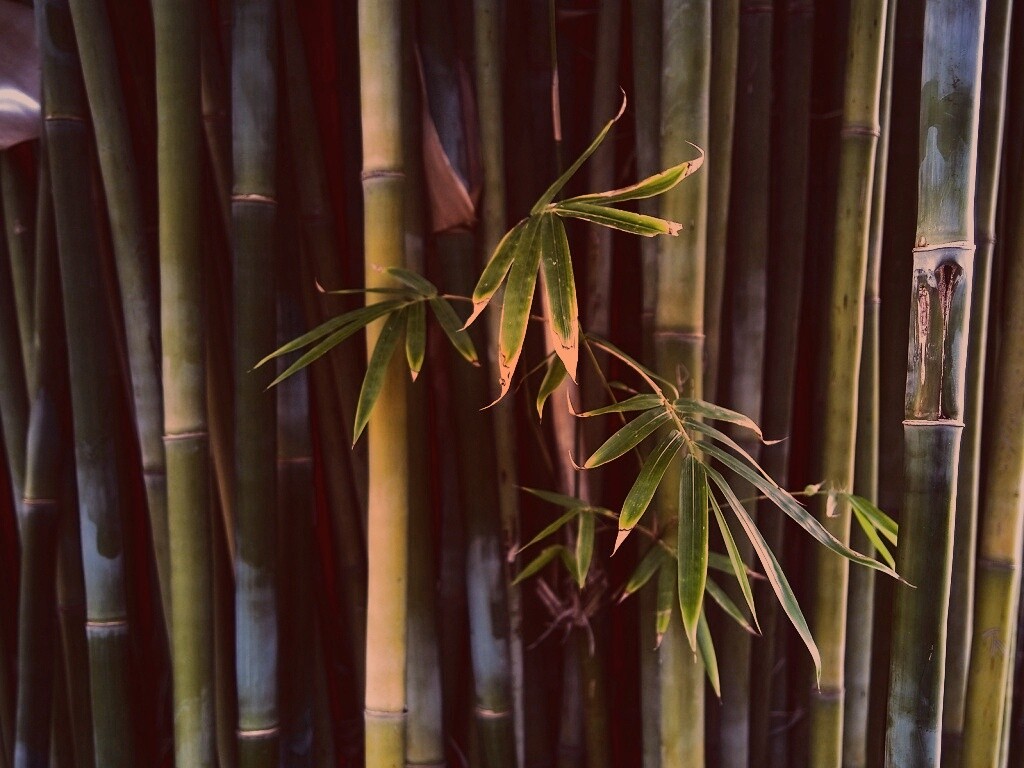 Бамбуковая стена обои