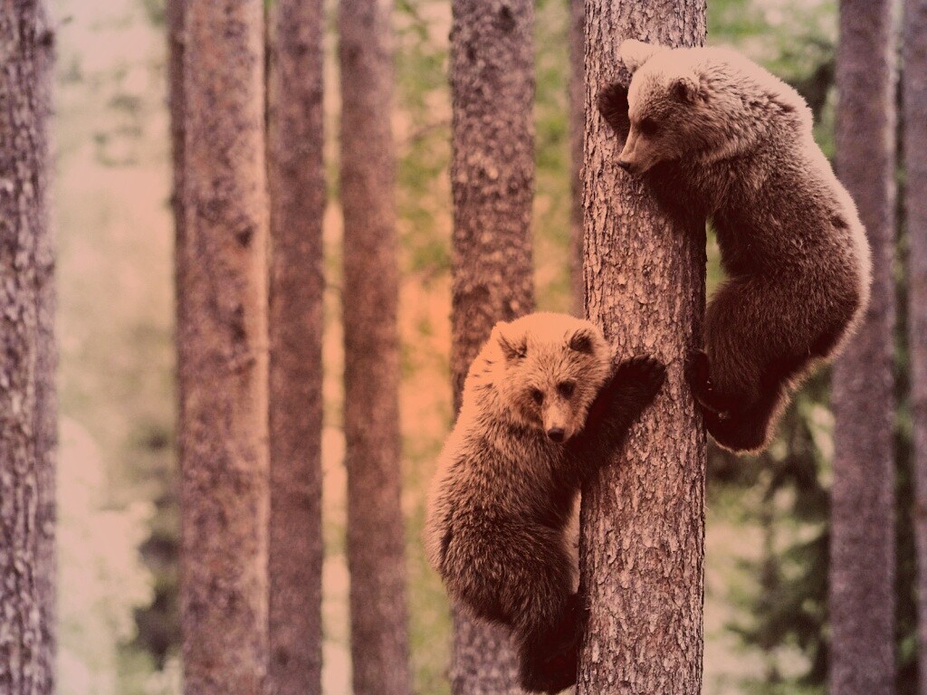 Медвежата обои