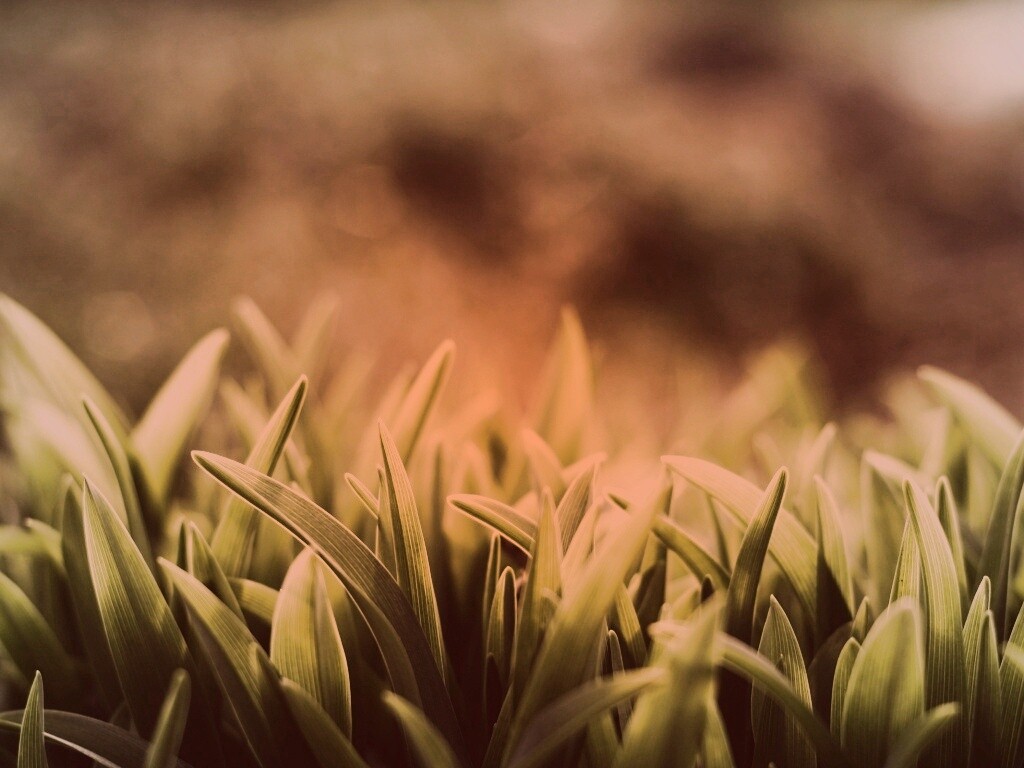 Сочная нежная трава обои