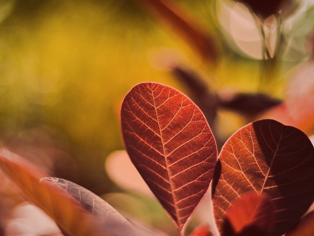 Красные листья обои