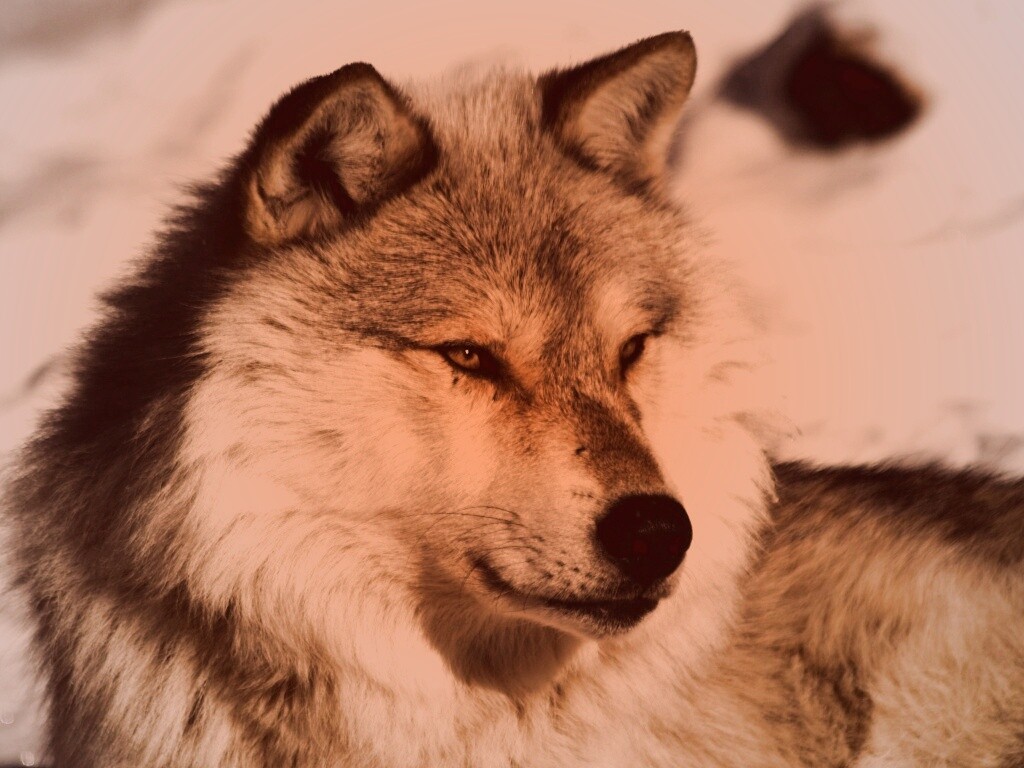 Лайка на снегу обои