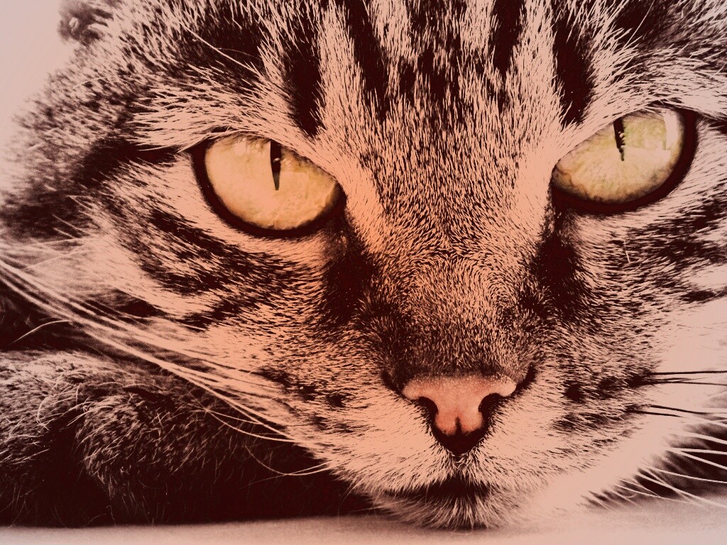 Пристальный кошачий взгляд обои