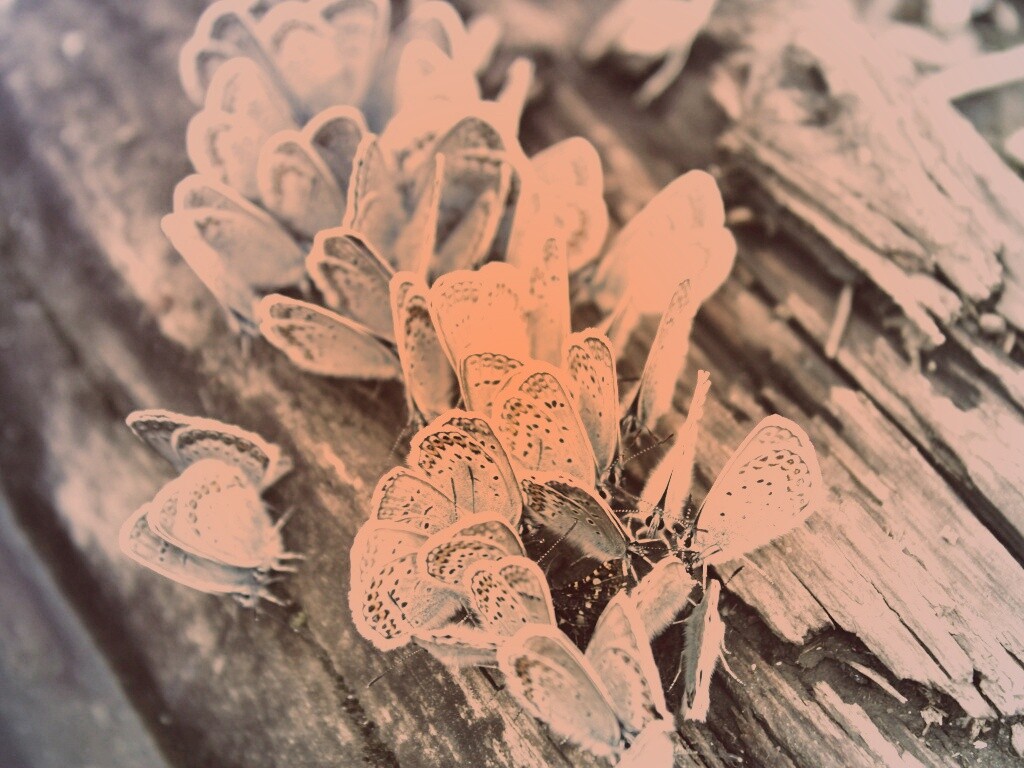 Голубые бабочки обои