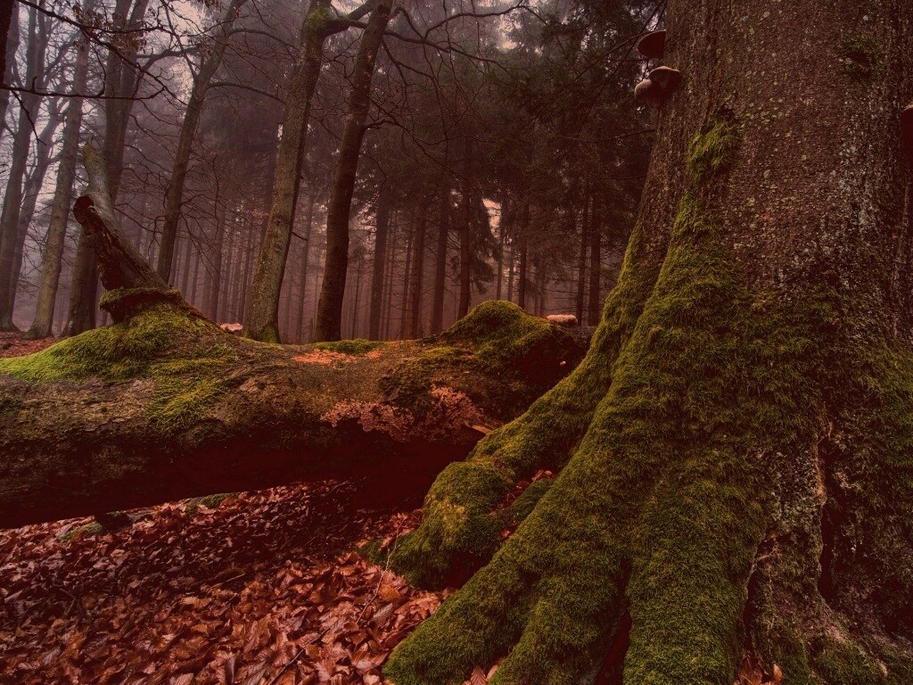Дерево, поросшее мхом обои
