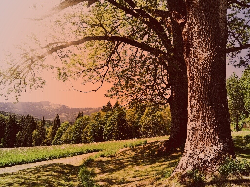 Лето в деревне обои