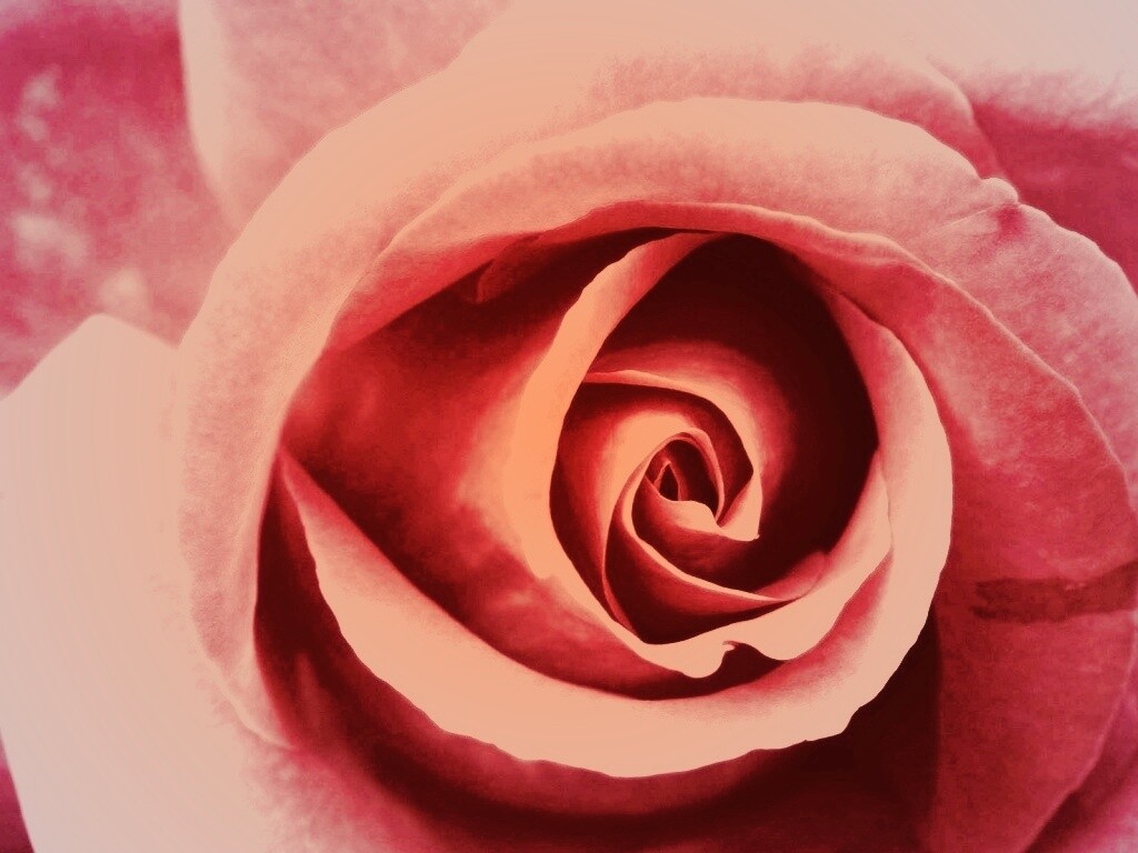 Красивая розовая роза обои