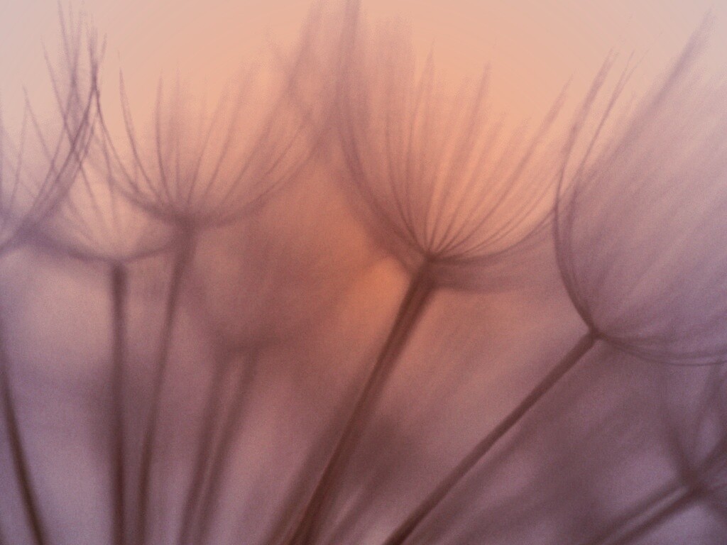 Рисунок одуванчика обои