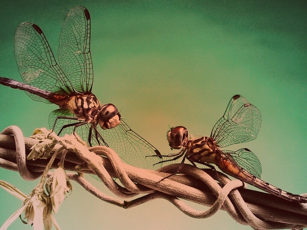 Две стрекозы обои