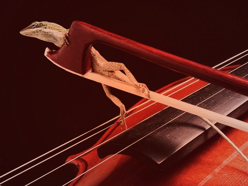 Ящерка на виолончели обои