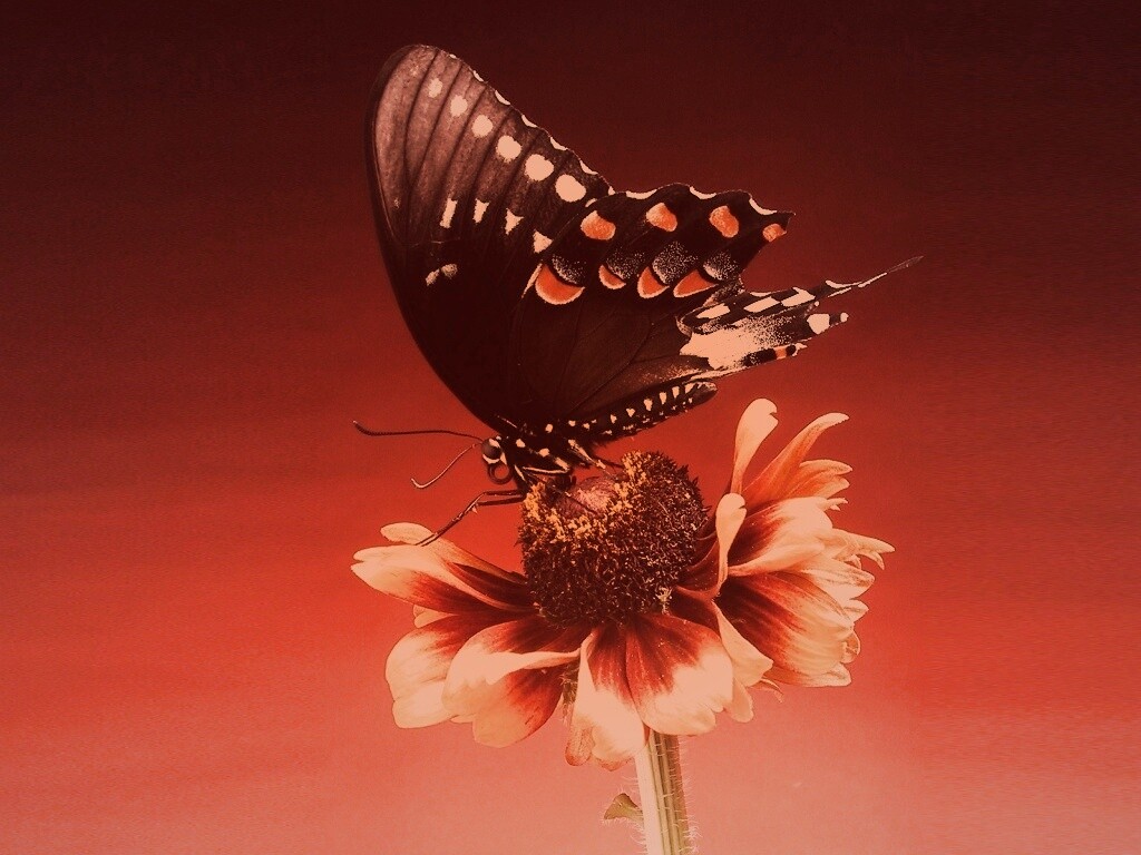 Бабочка на цветке обои