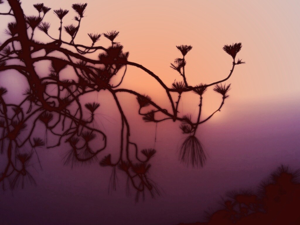 Ленкоранская акация на фоне синего заката обои