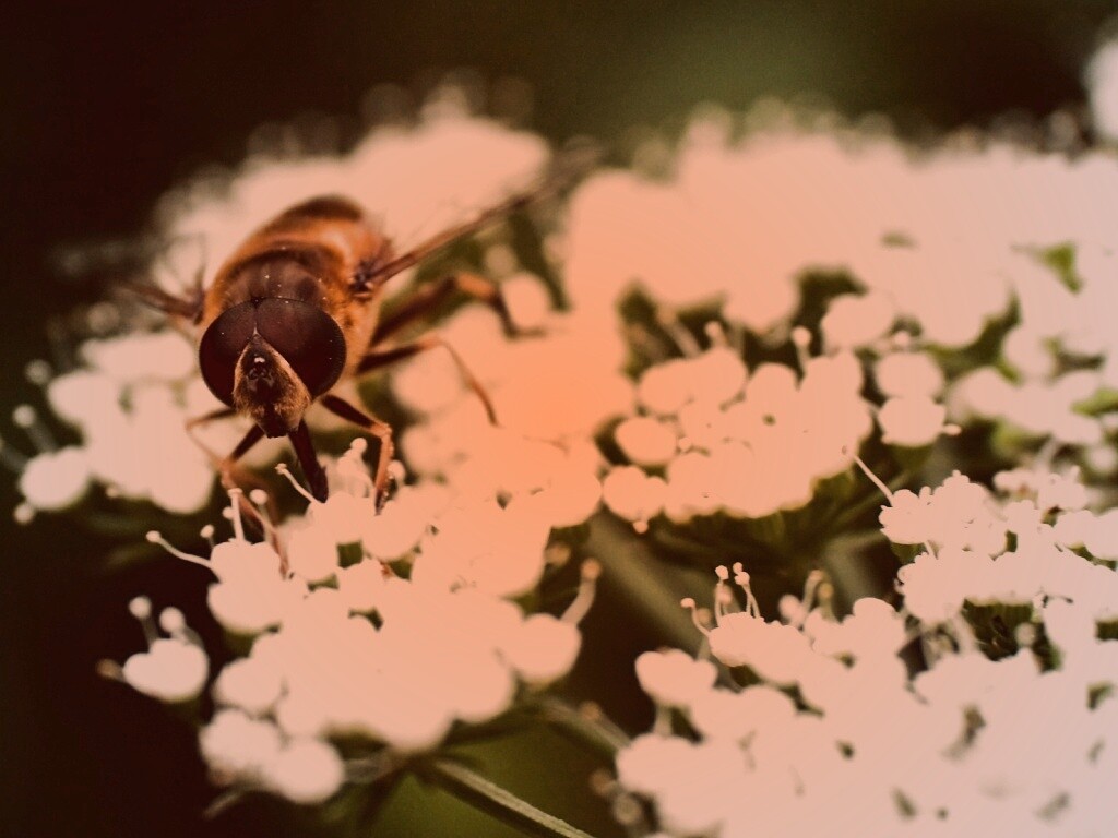 Пчела на нежный белых цветах обои