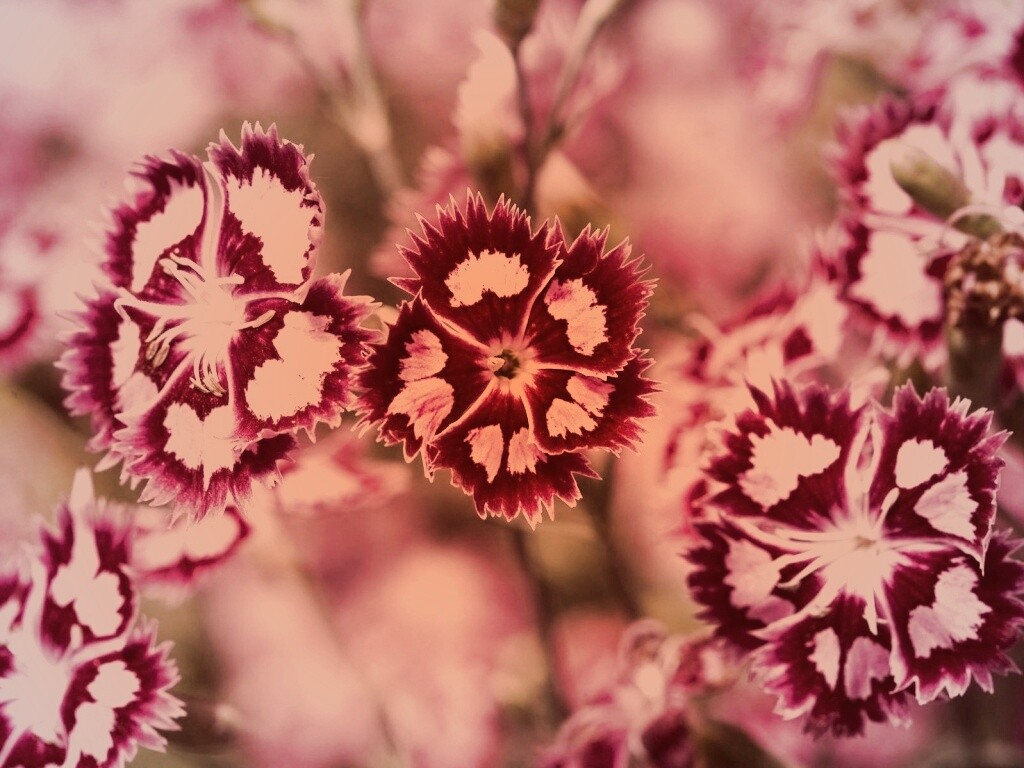 Неизвестные науке цветы обои