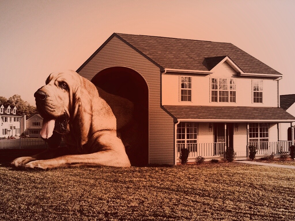Действительно большая собака обои