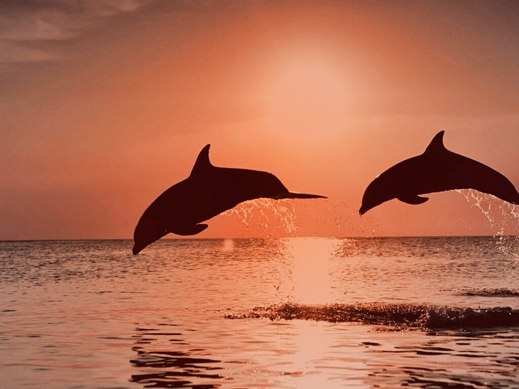 Дельфины выпрыгивают из воды обои