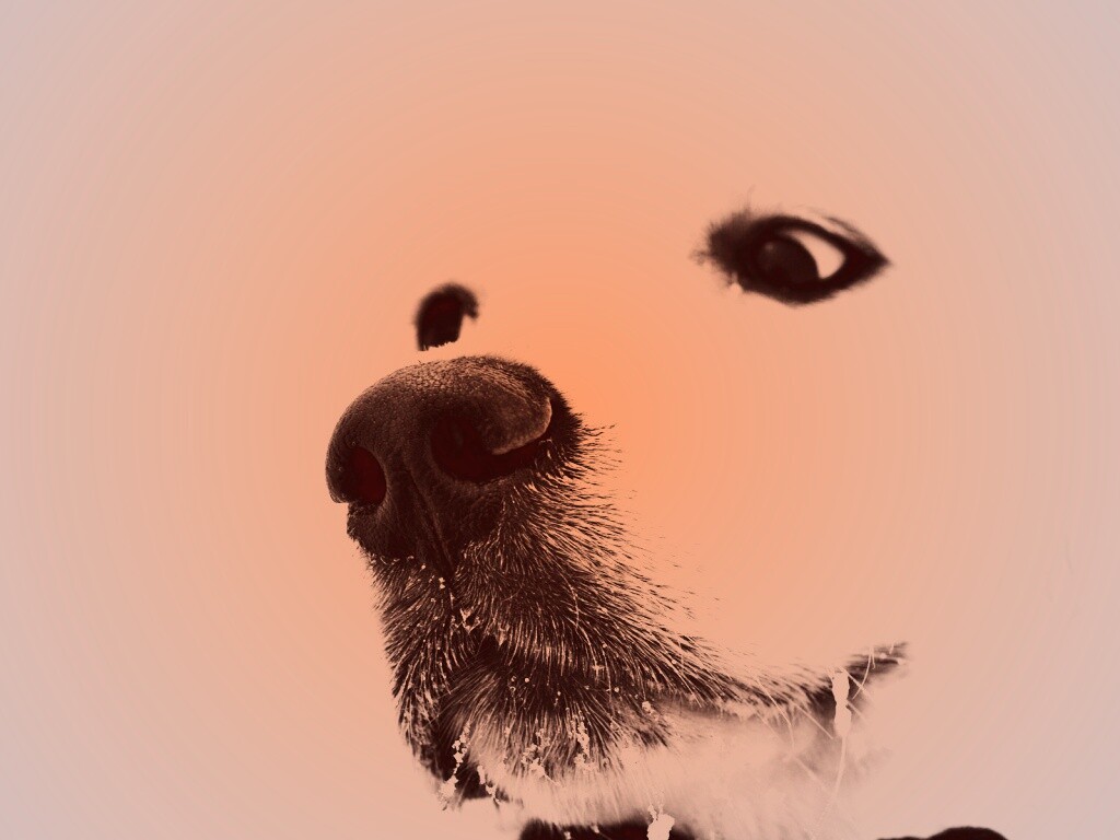 Белый пёсик обои