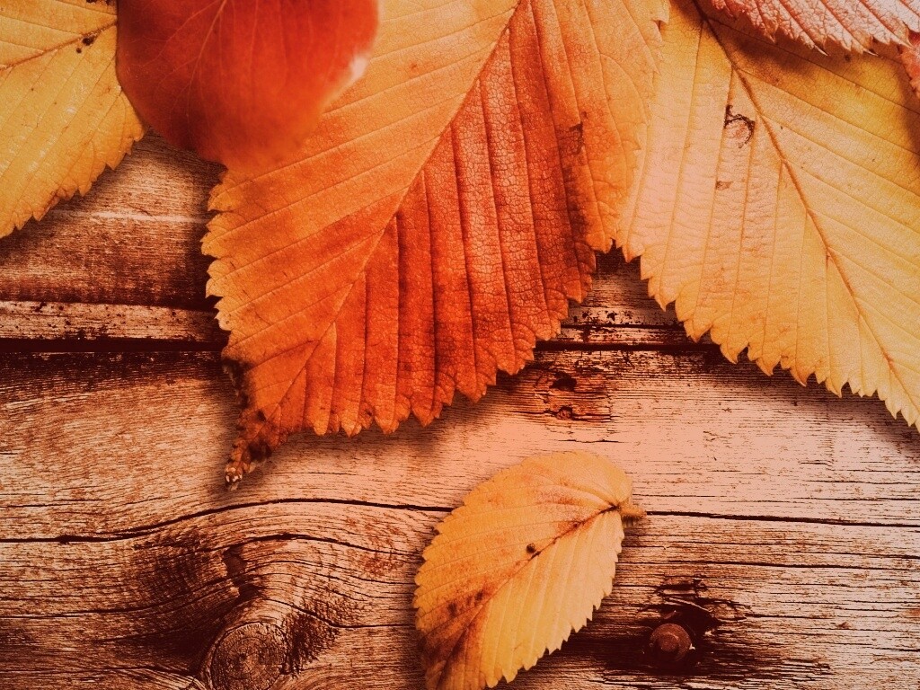 Красиво разложенные листья обои
