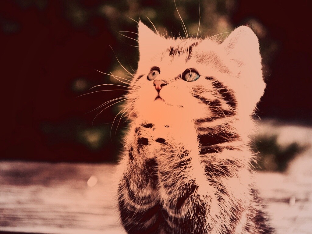 Непередаваемо прелестный котенок сложил лапки обои