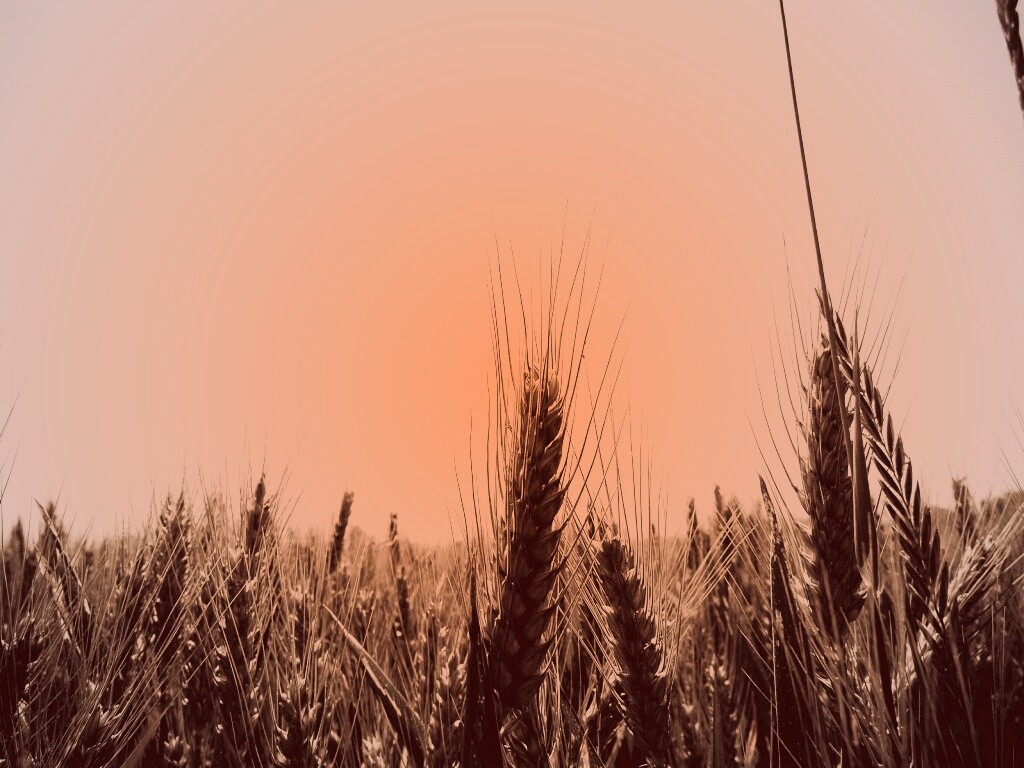 Колосья в поле обои