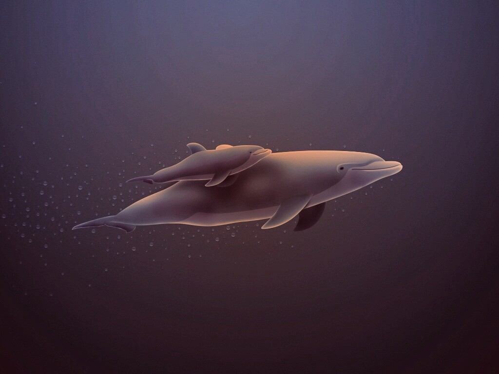 Дельфин и дельфиненок обои