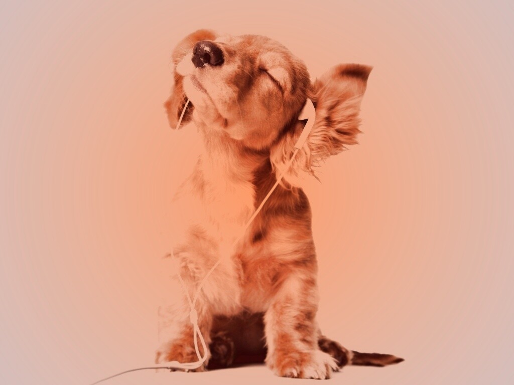 Щенок в наушниках обои