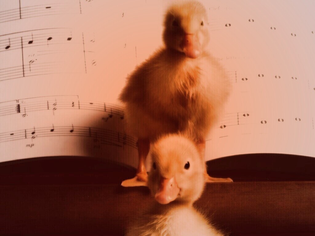 Музыкальные утята обои