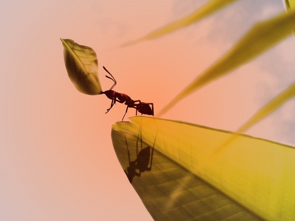 Муравей тащит лист обои
