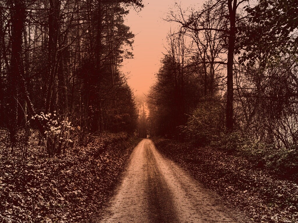 Дорога через лес обои